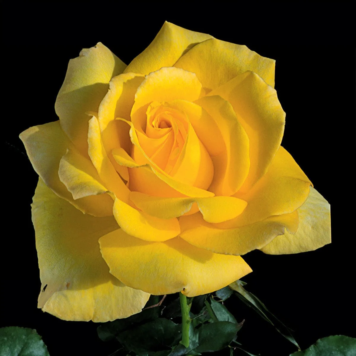 97614_HOTEL-CALIFORNIA-HT-ROSE_Main_SH.jpg
