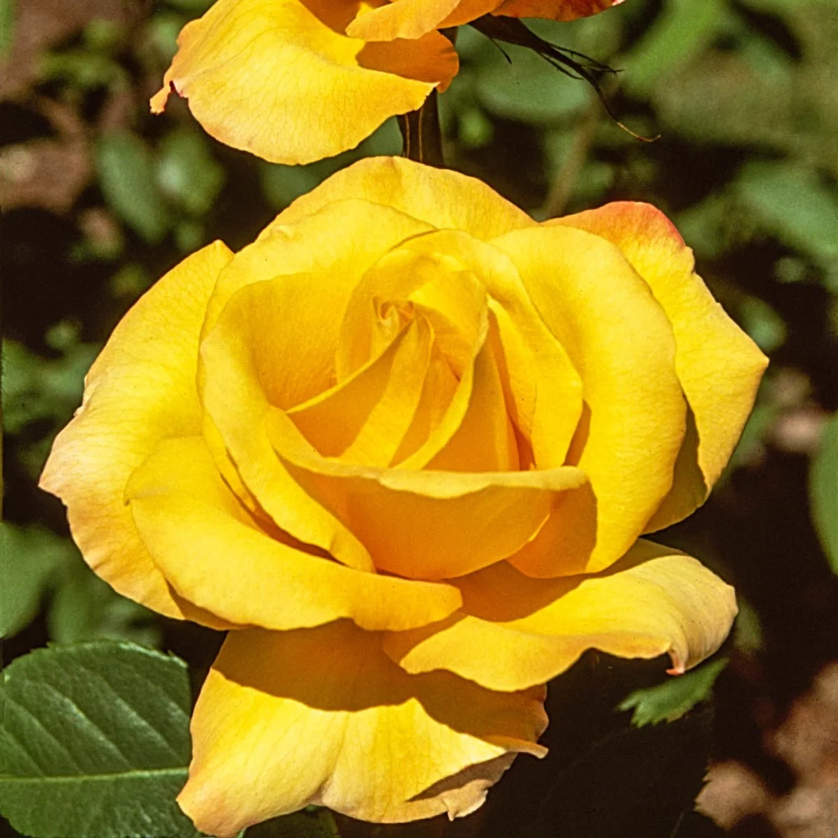 94704_GoldMedalGrandifloraRose_Main_BR.jpg