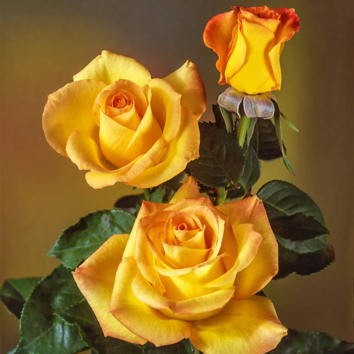 65546_GoldMedalGrandifloraRose_Alt1_SH.jpg