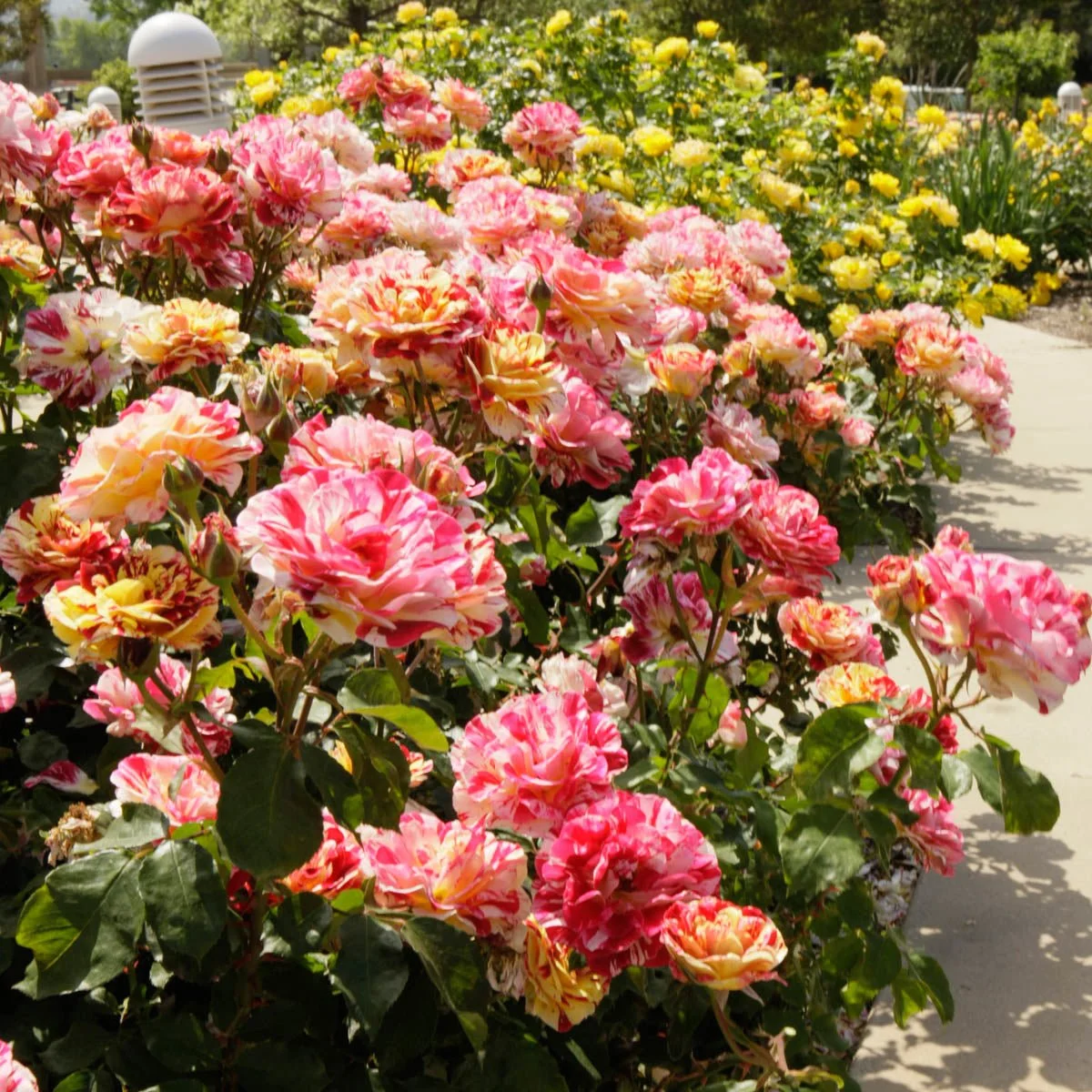 69185_GEORGEBURNSFLORIBUNDAROSE_Alt2.jpg