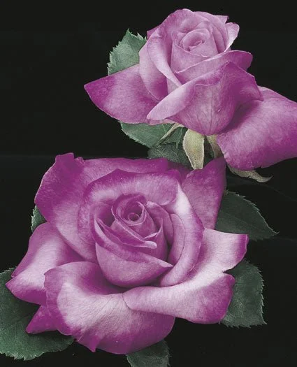 FragrantPlum_web.jpg