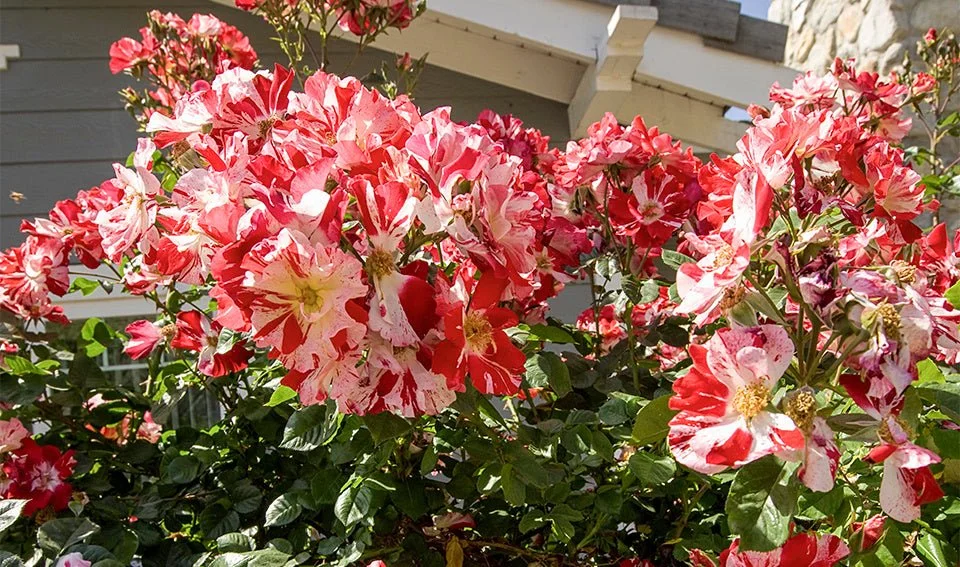 64506_ClimbingRoseFourthofJuly.jpg