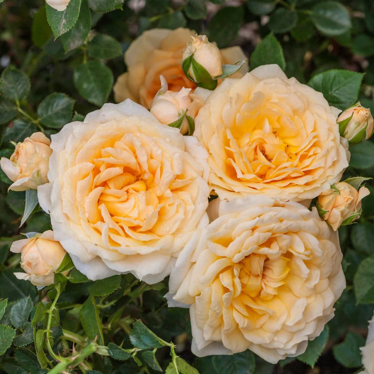 67611_EDITH_SDARLINGTMTREEROSE_Alt3_SH.jpg