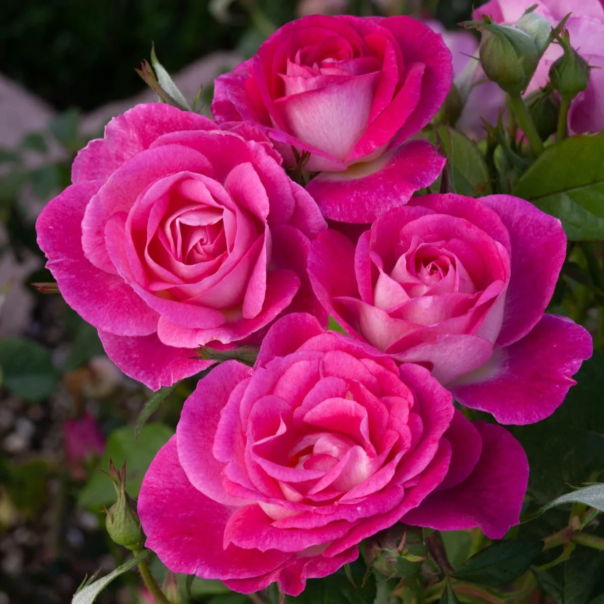 63464_EasytoPlease_TreeRose_alt1.jpg