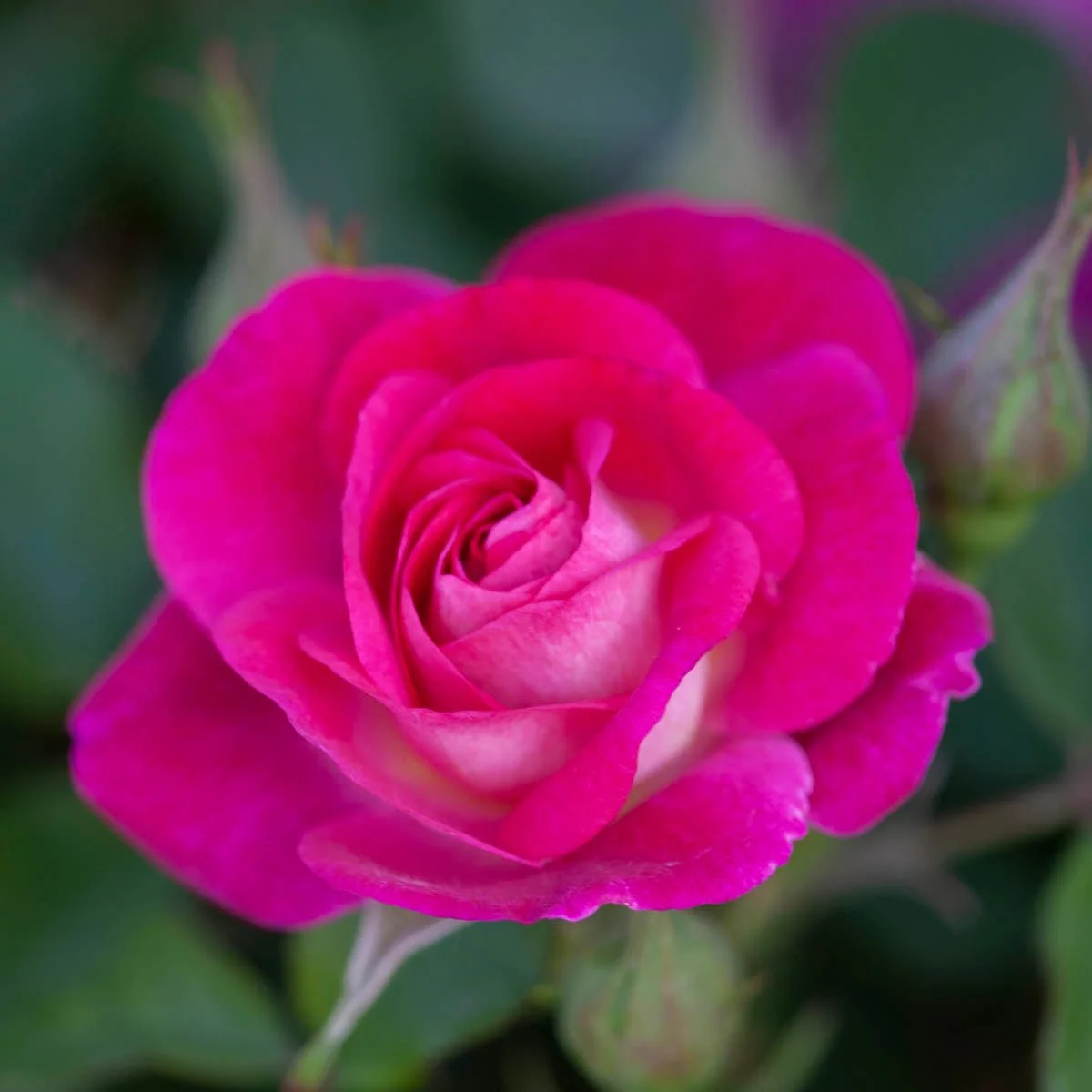70377_EASYTOPLEASETMFLORIBUNDAROSE_Alt1_MB.jpg