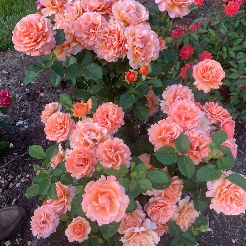 Rosa_Loveland_Trials_5154-1.jpg