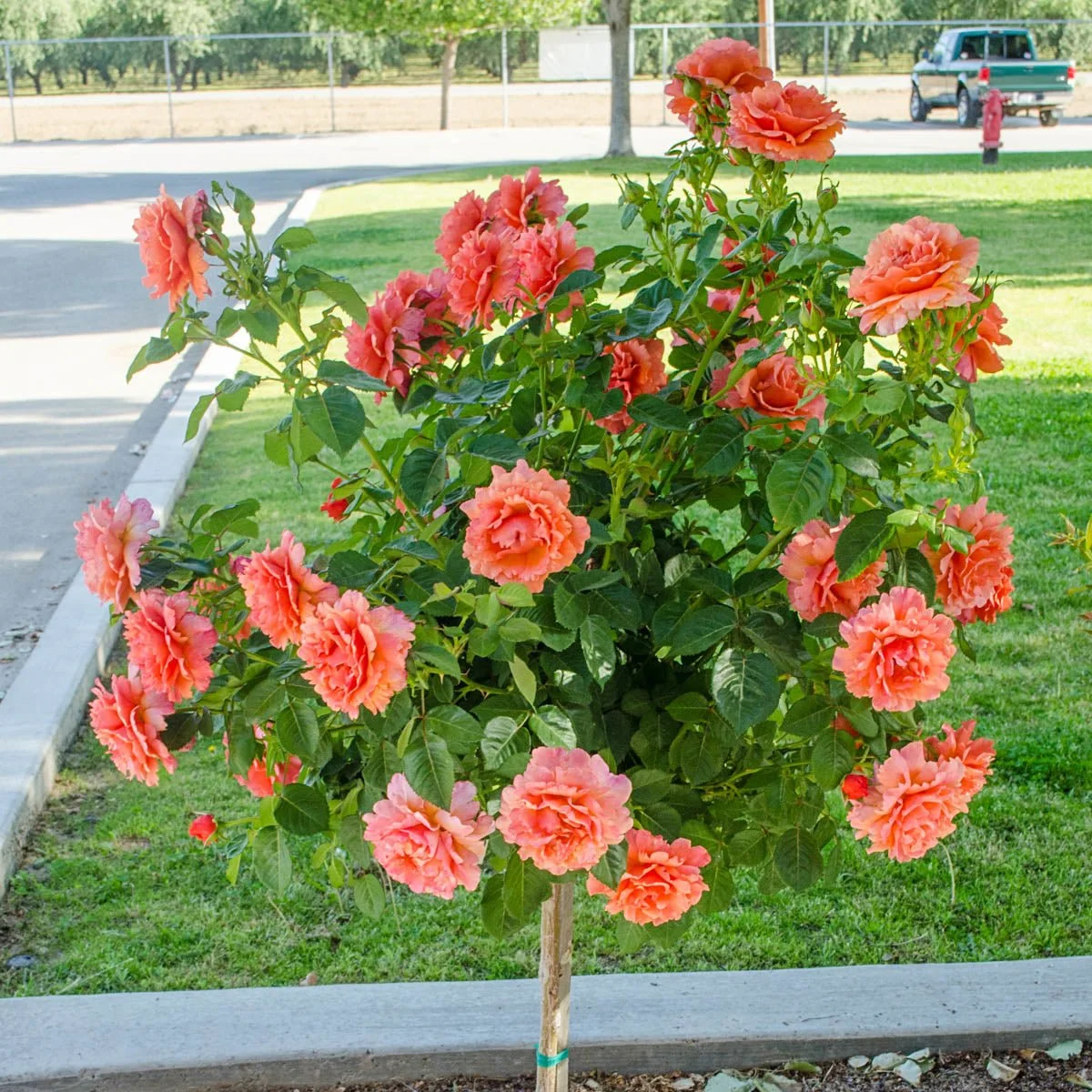 97669_EasyDoesIt_36_TreeRose_Main_BR.jpg