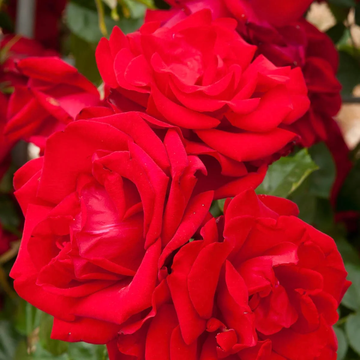 76653_DUBLINBAYCLIMBINGROSE_Alt1_SH-1.jpg