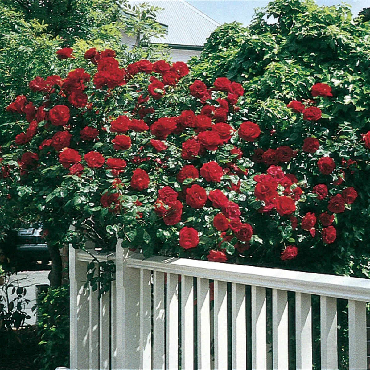 76653_DUBLINBAYCLIMBINGROSE_Main_SH.jpg