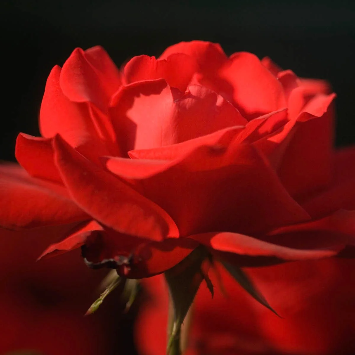 76653_DUBLINBAYCLIMBINGROSE_Alt2_SH.jpg