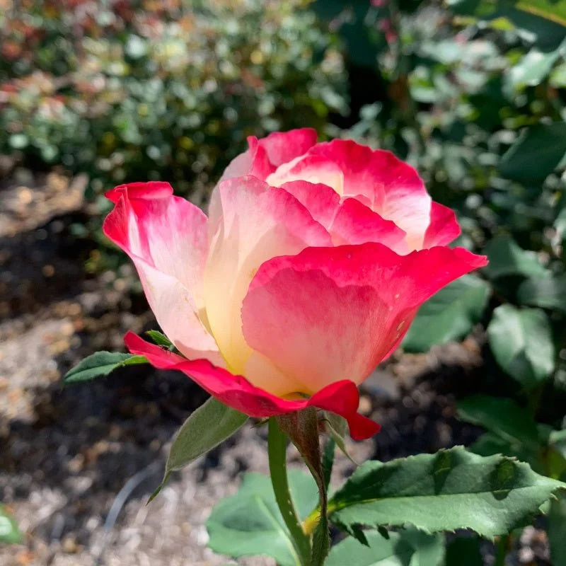 Rosa_Loveland_Trials_6492.jpg