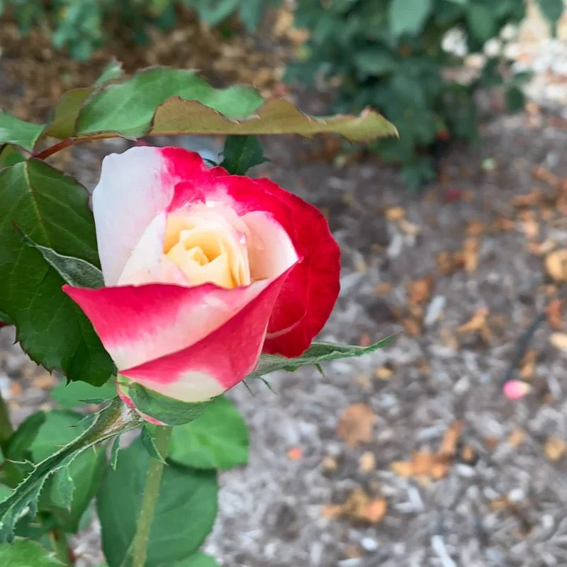 Rosa_Loveland_Trials_6411.jpg