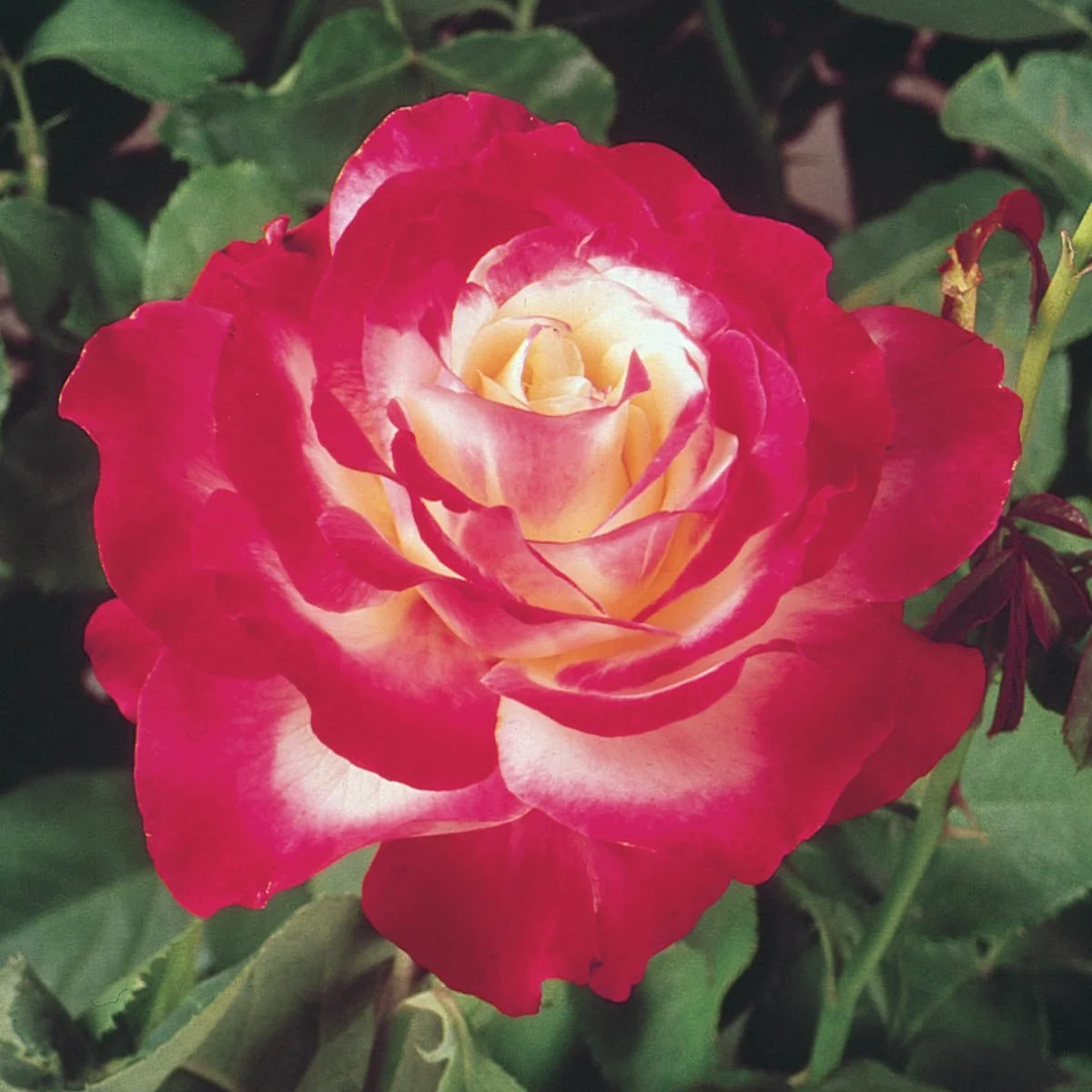 99274_HALFDOUBLEDELIGHTHYBRIDTEAROSE_Main_KVB.jpg