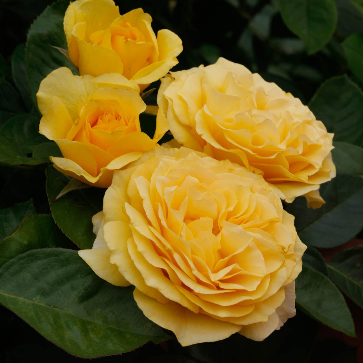 63092A_DORISDAYFLORIBUNDAROSE-JB_Main_MB.jpg