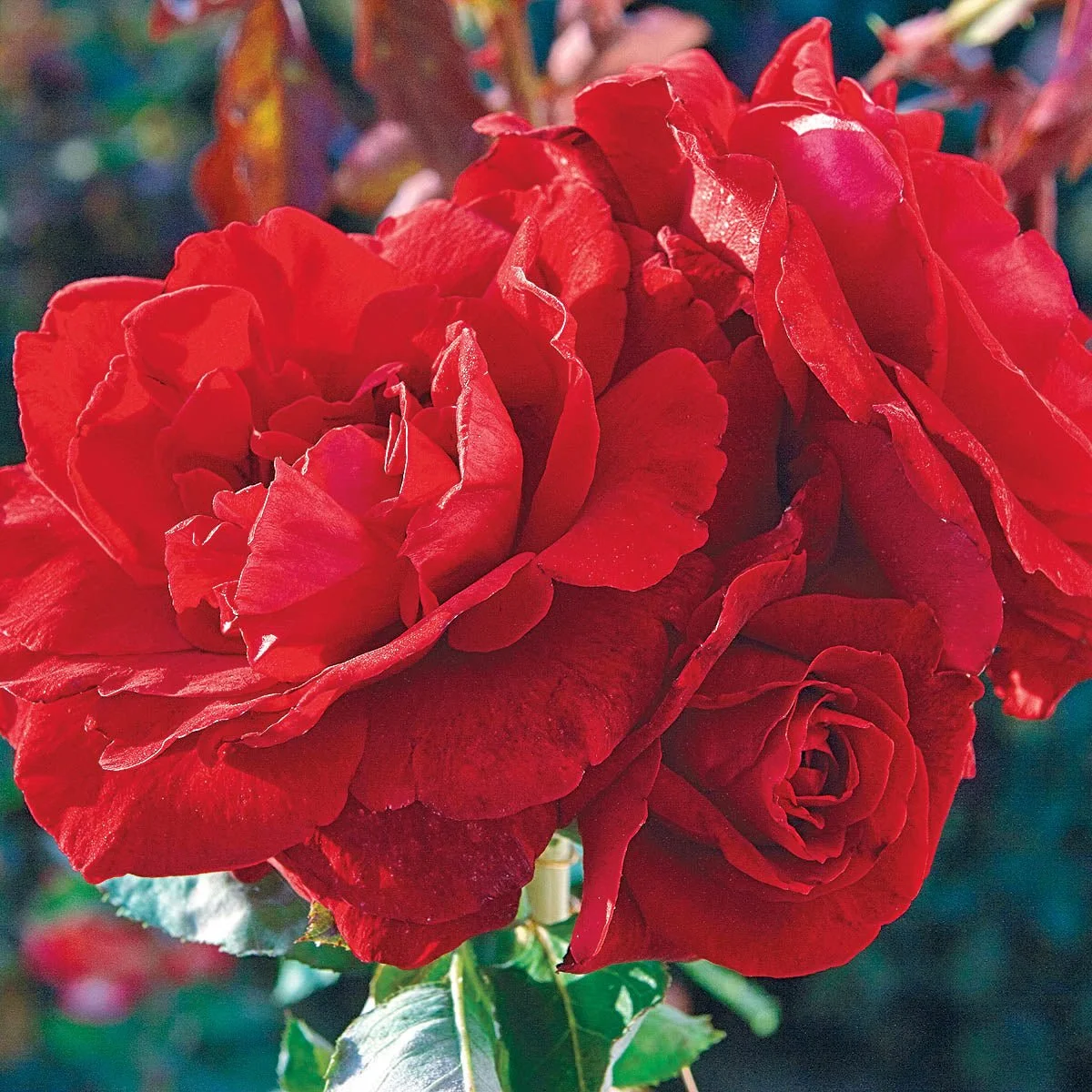 75169_DONJUANCLIMBINGROSE_Alt1_SH.jpg