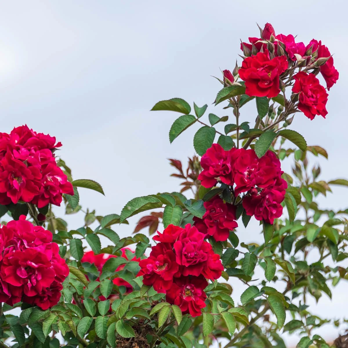 63463_DonJuanClimbingRose_Main_BR.jpg