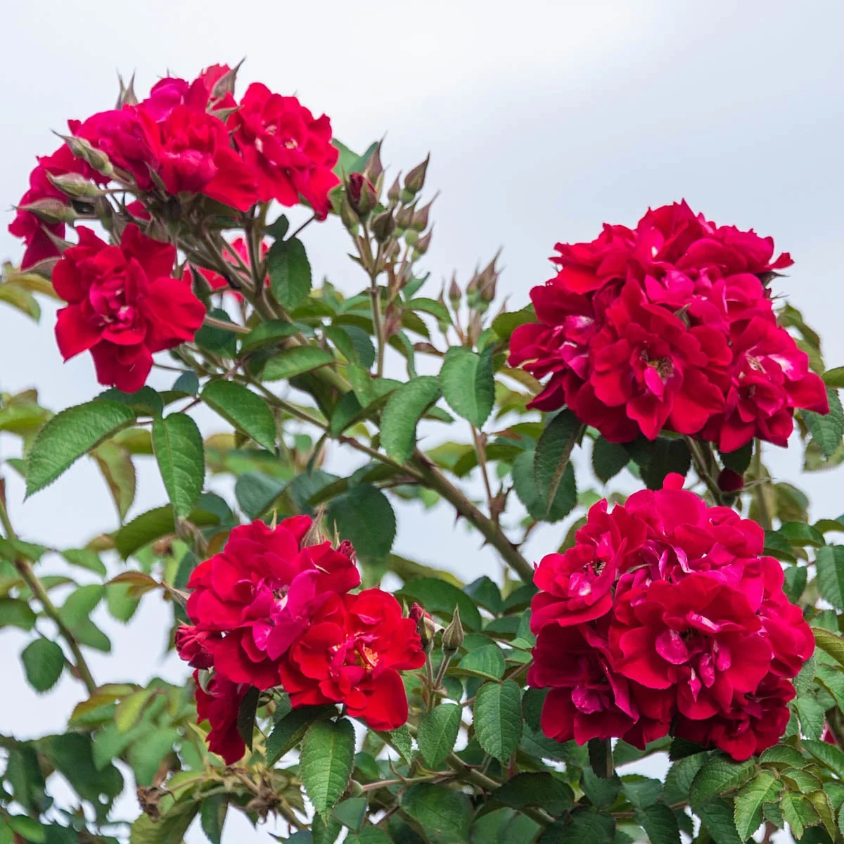 60994A_DonJuanClimbingRose_ALT1_MB.jpg