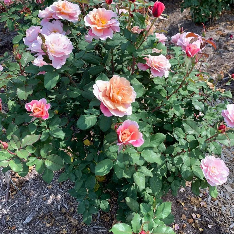 Rosa_Loveland_Trials_6536.jpg