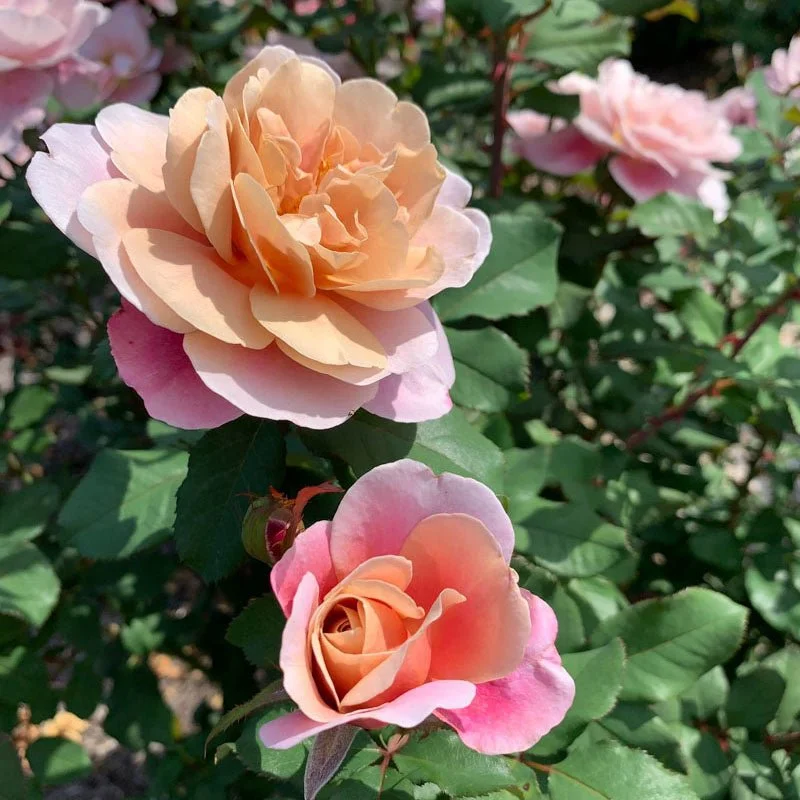 Rosa_Loveland_Trials_6538.jpg