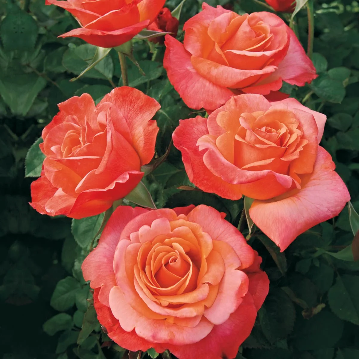 81548_OURCHOICEJUMBOFLORIBUNDAROSE_Alt2_SH.jpg