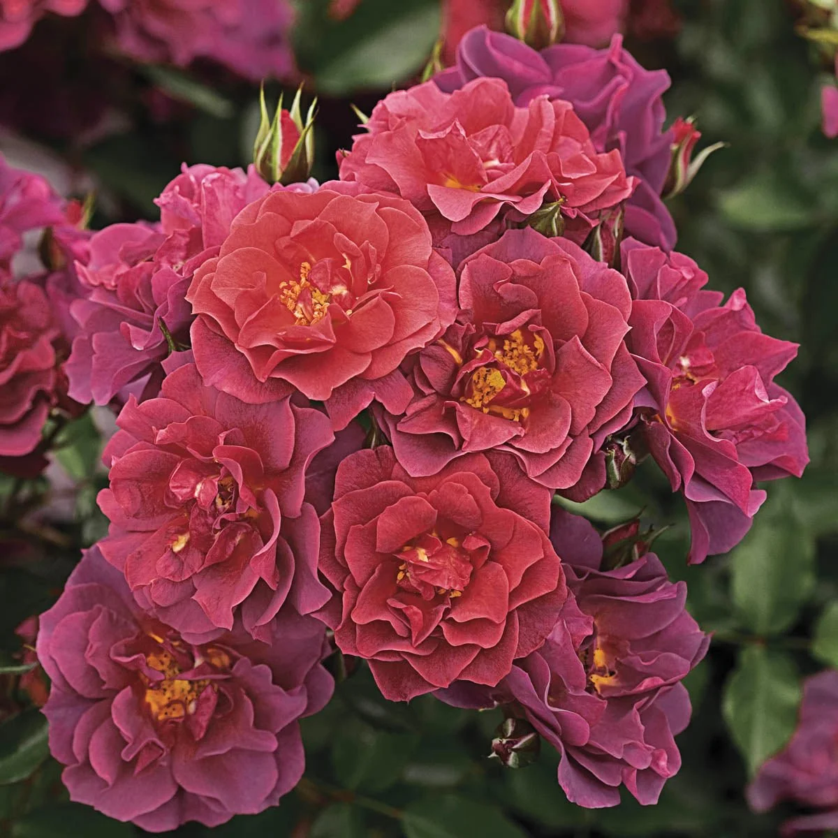 05613A_CINCODEMAYOTMFLORIBUNDAROSE-JB_Main_SH.jpg