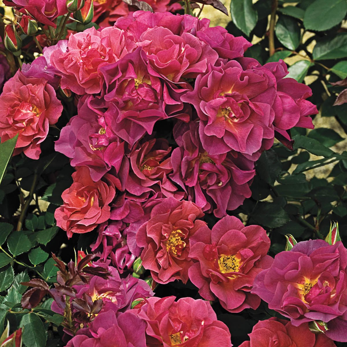 05613_CincoDeMayoFloribundaRose_GU_Main.jpg