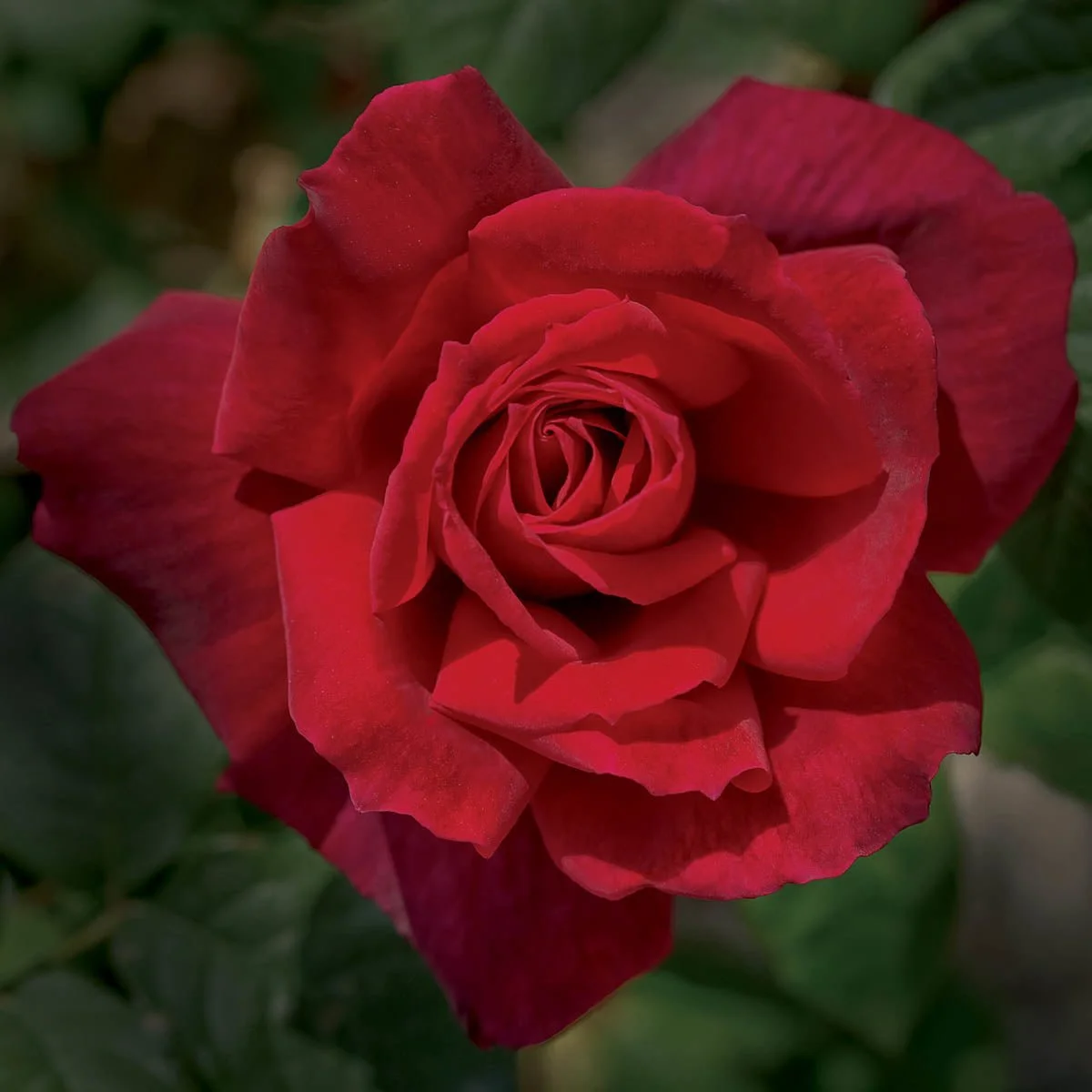 81575_JUMBOCHRYSLERIMPERIALHYBRIDTEAROSE_Main_BR.jpg