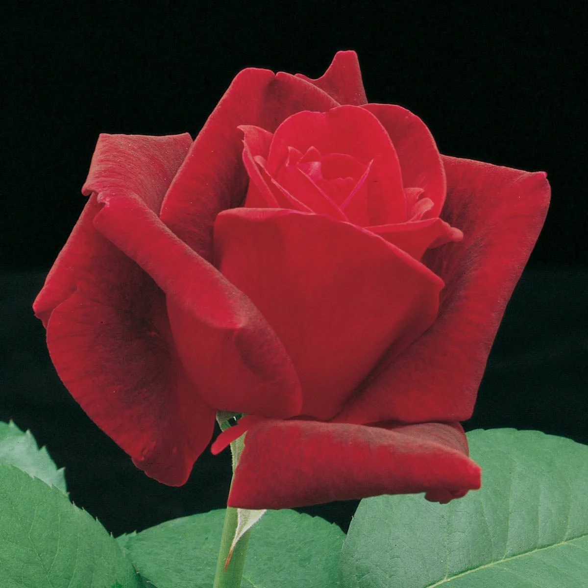 81575_ChryslerImperialHybridTeaRose_Main_GU.jpg