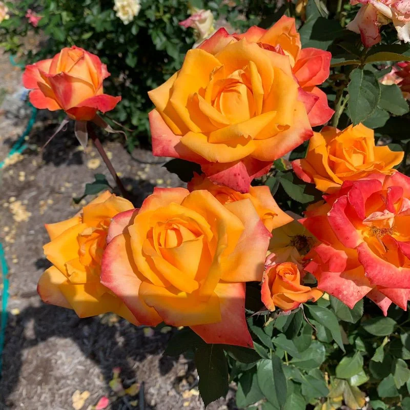 Rosa_Loveland_Trials_6520.jpg