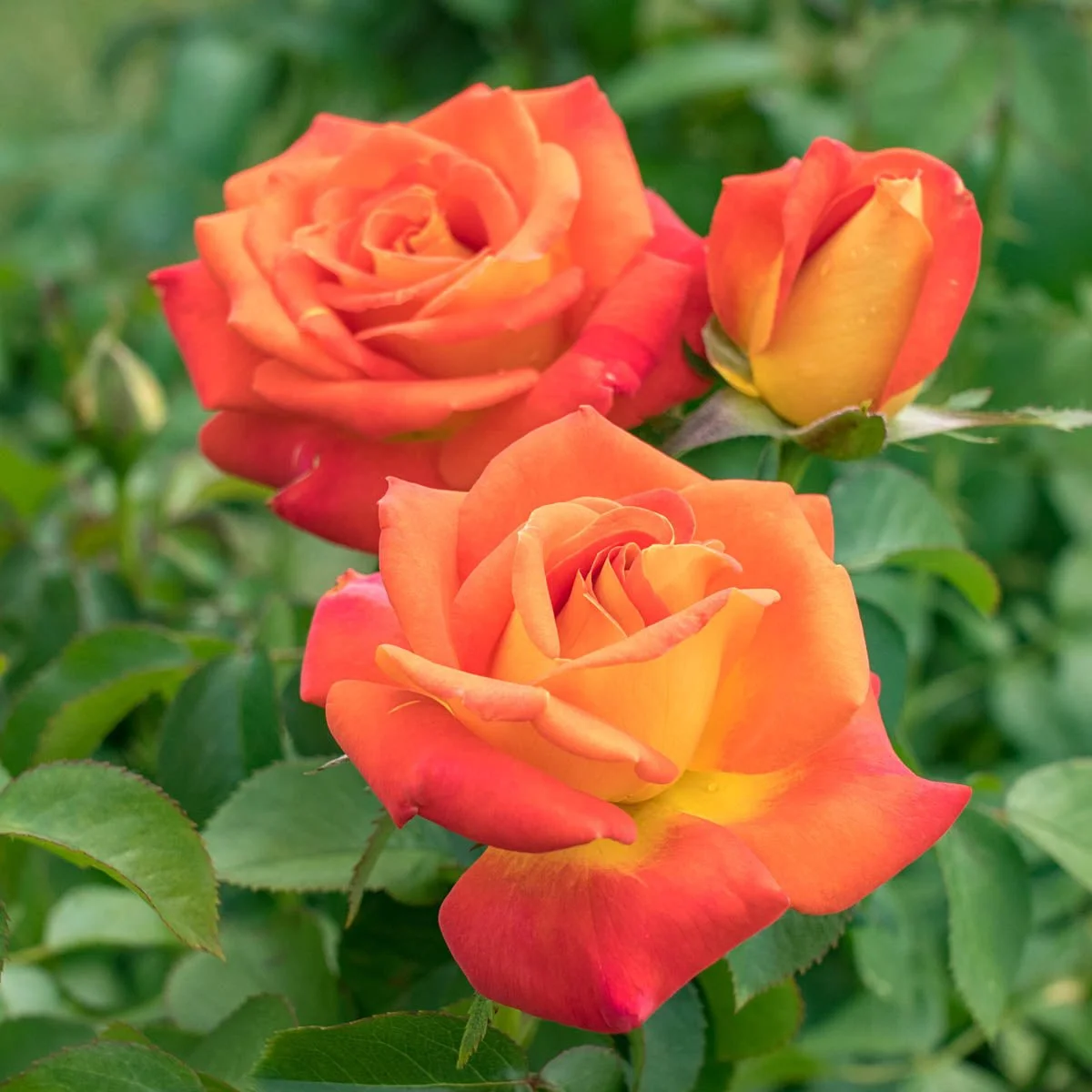 05613_CincodeMayo_FloribundaRose_Main_BR.jpg