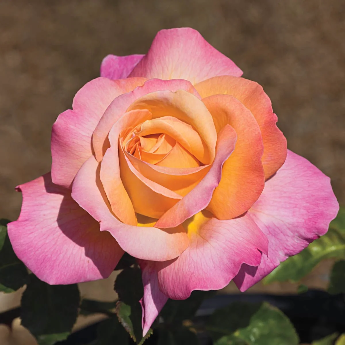 81574_JUMBOCHICAGOPEACEHYBRIDTEAROSE_Main_BR.jpg