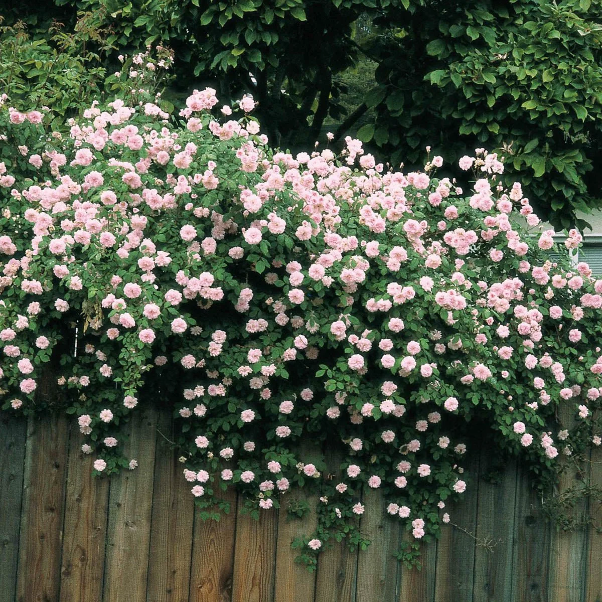 05527_CecileBrunnerClimbingRose_Main_GU-1.jpg