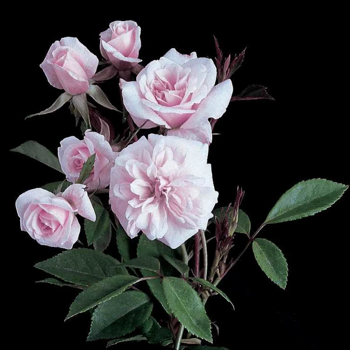 05527_CECILEBRUNNERCLIMBINGROSE_Main.jpg