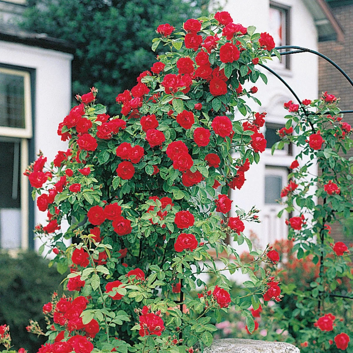 65451_BlazeImprovedClimbingRose_Main_SH.jpg