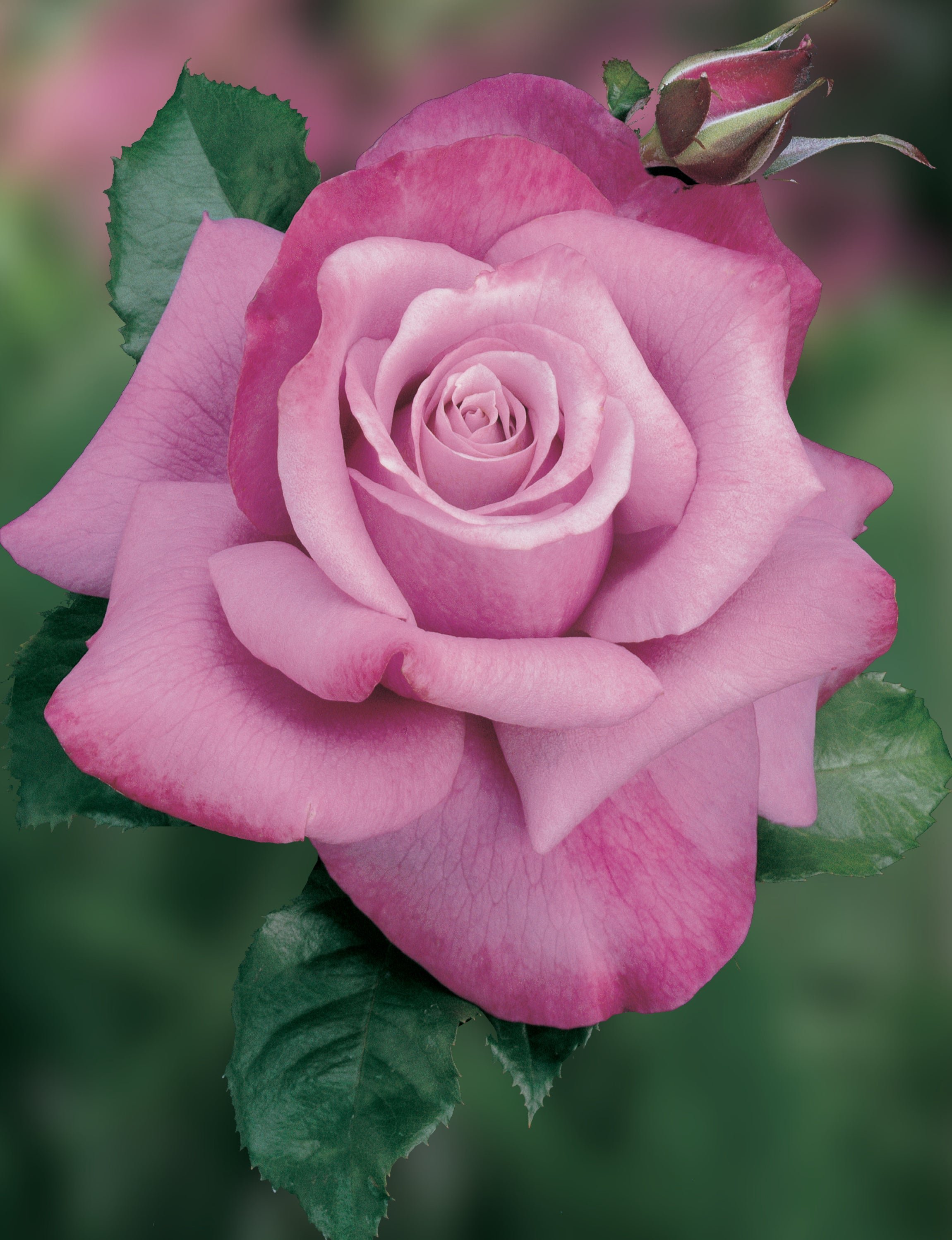 ROSA_BarbraStreisand.jpg