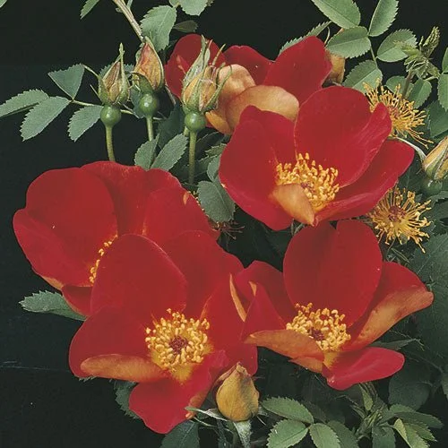 1901.jpg