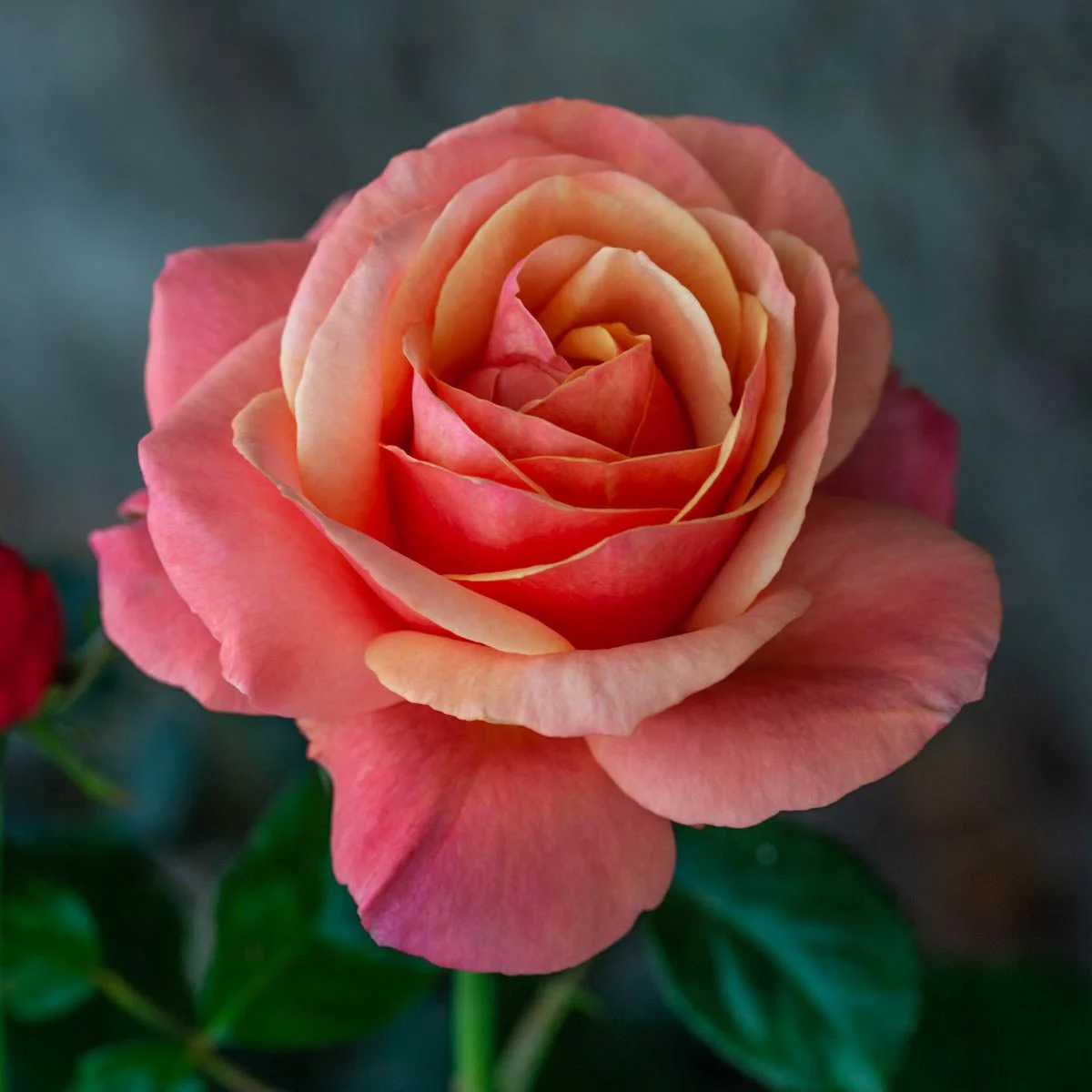 85810_ANNA_SPROMISEGRANDIFLORAROSE_Main_MB.jpg