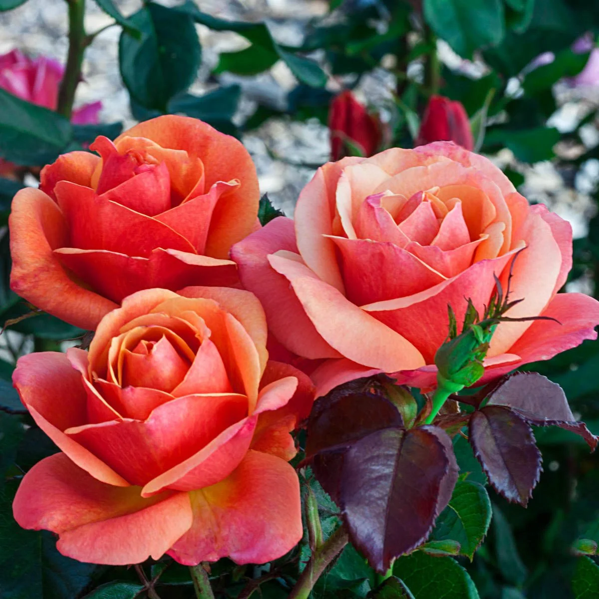 85810_ANNA_SPROMISEGRANDIFLORA_Alt3_SH.jpg