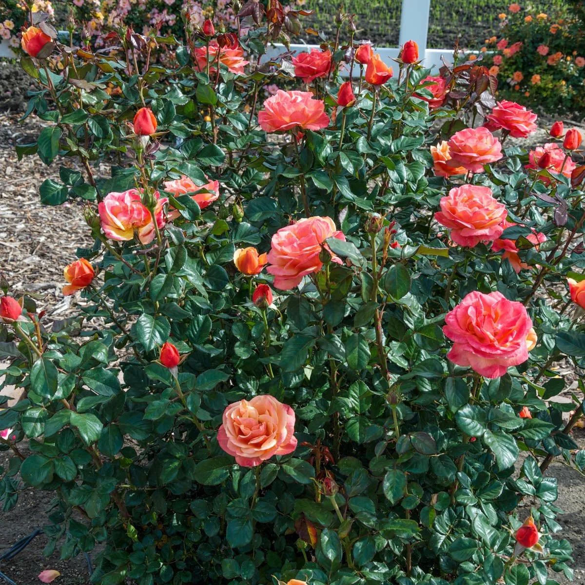 85810_ANNA_SPROMISEGRANDIFLORAROSE_Alt2_MB.jpg