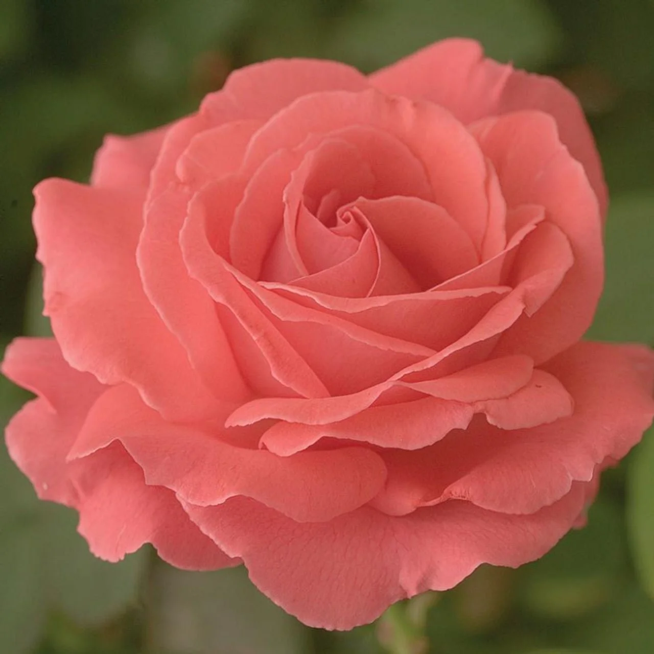 Healthy_America_Climbing_Rose__61390.webp