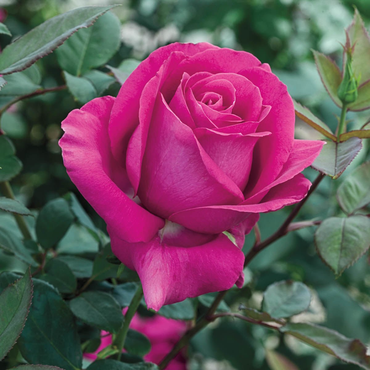 75180_AllMyLovingHTRose-JB_Alt1_SH.jpg