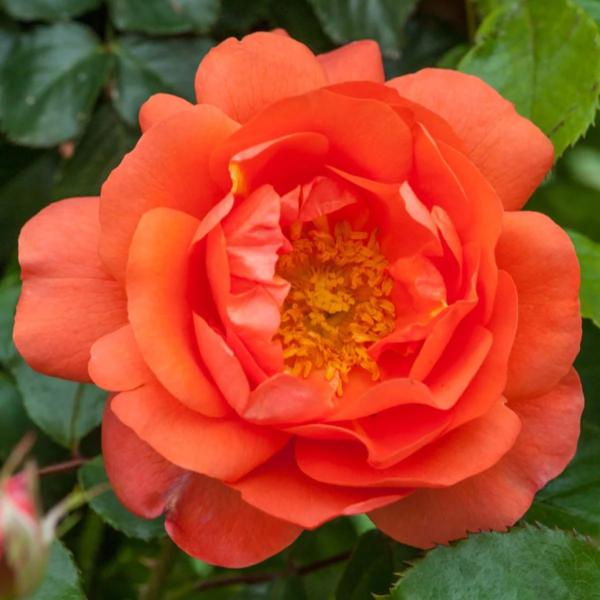 63004_AboveAllClimbingRose_alt1.jpg
