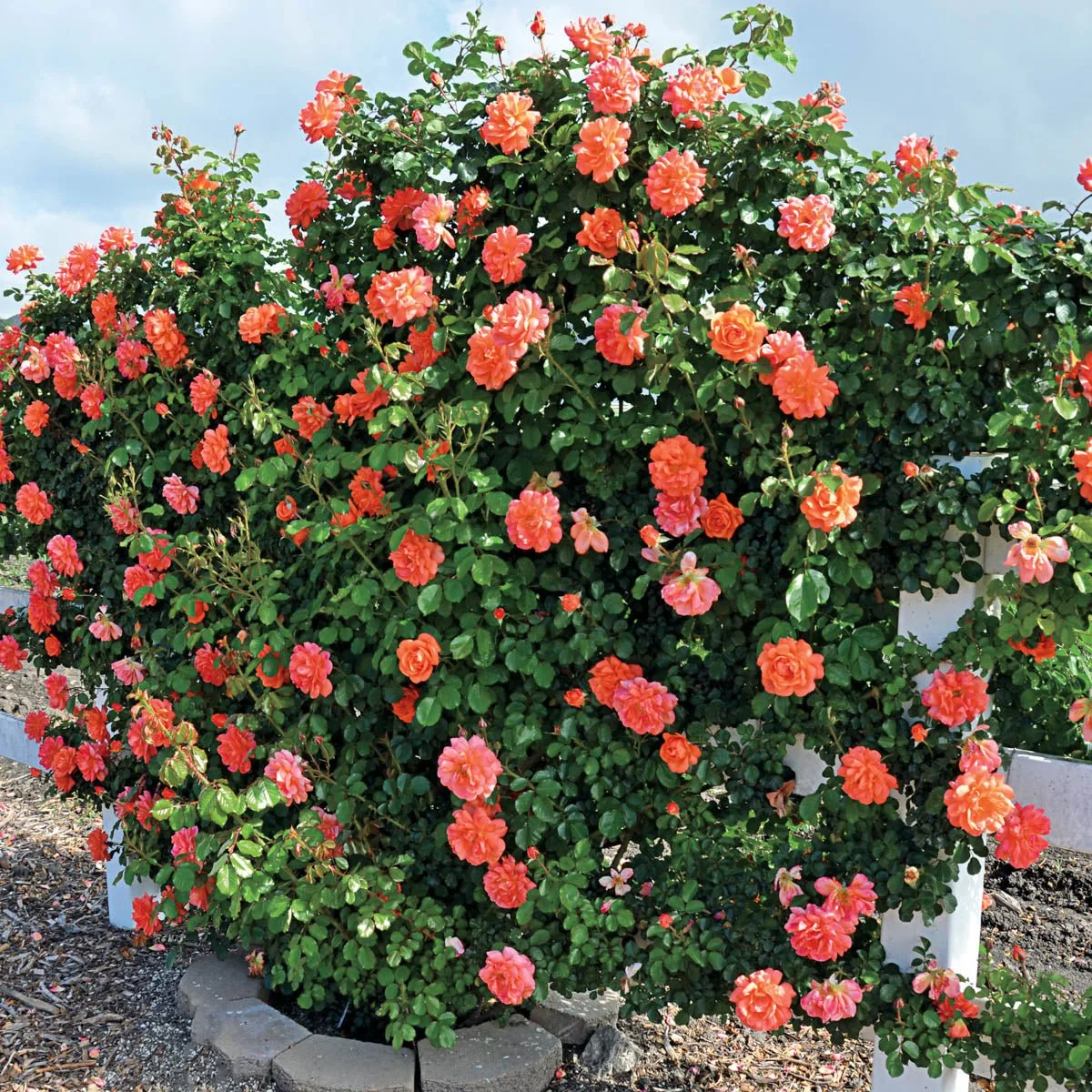 65689_AboveAllClimbingRose_Alt2_SH.jpg