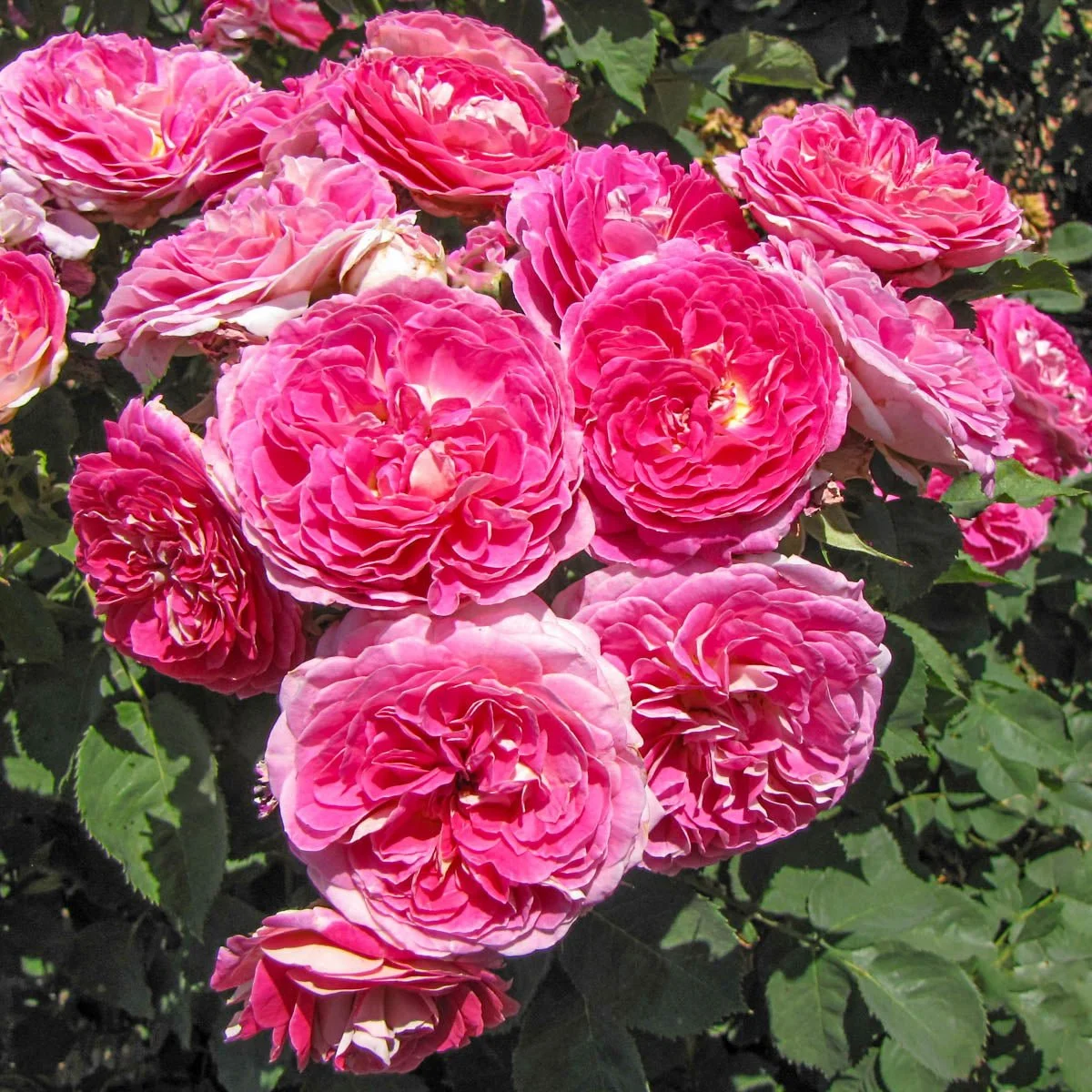99763_FASHIONFORWARD_FLORIBUNDAROSE_Main_BR.jpg