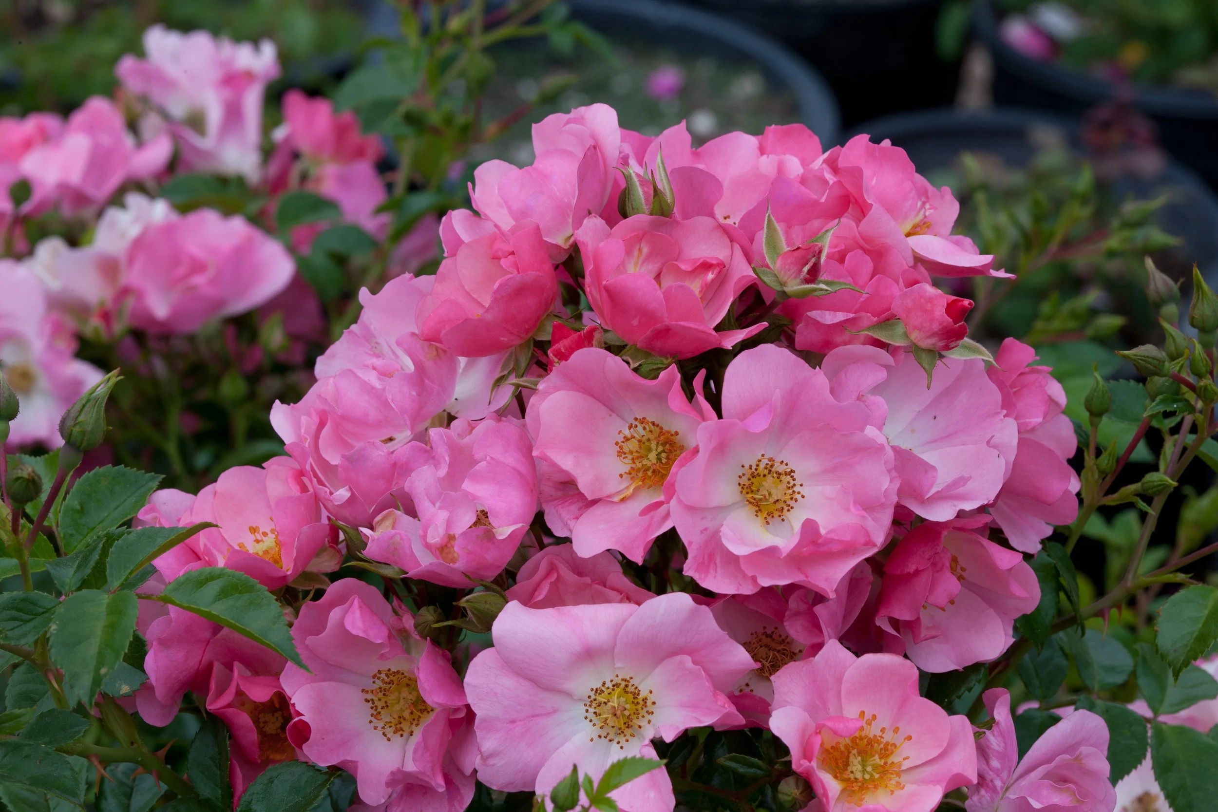 ForeverandEverPink_MG3634.jpg