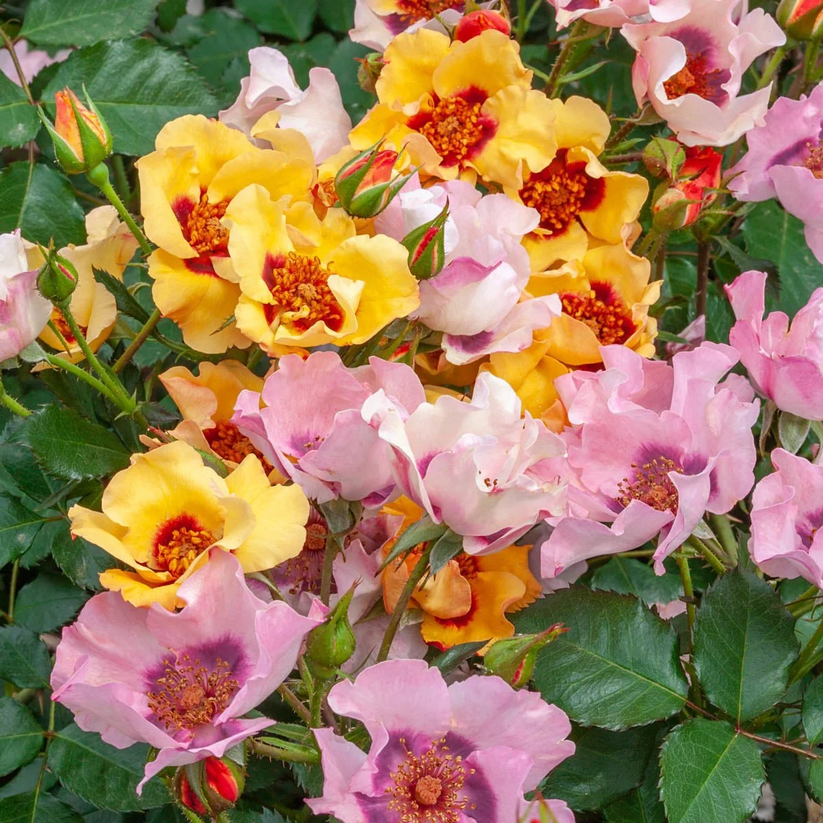 75435_InYourEyesRose_Main_BR-1.jpg