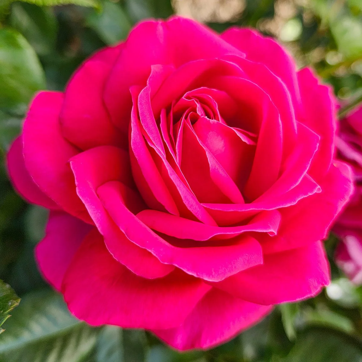 99764_NOTHINGBUTCLASS_HYBRIDTEAROSE_Main_BR.jpg