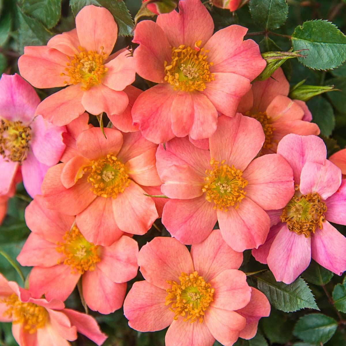 74242_SUNSETHAPPYTRAILS_TM_GROUNDCOVERROSE_Main_SH.jpg