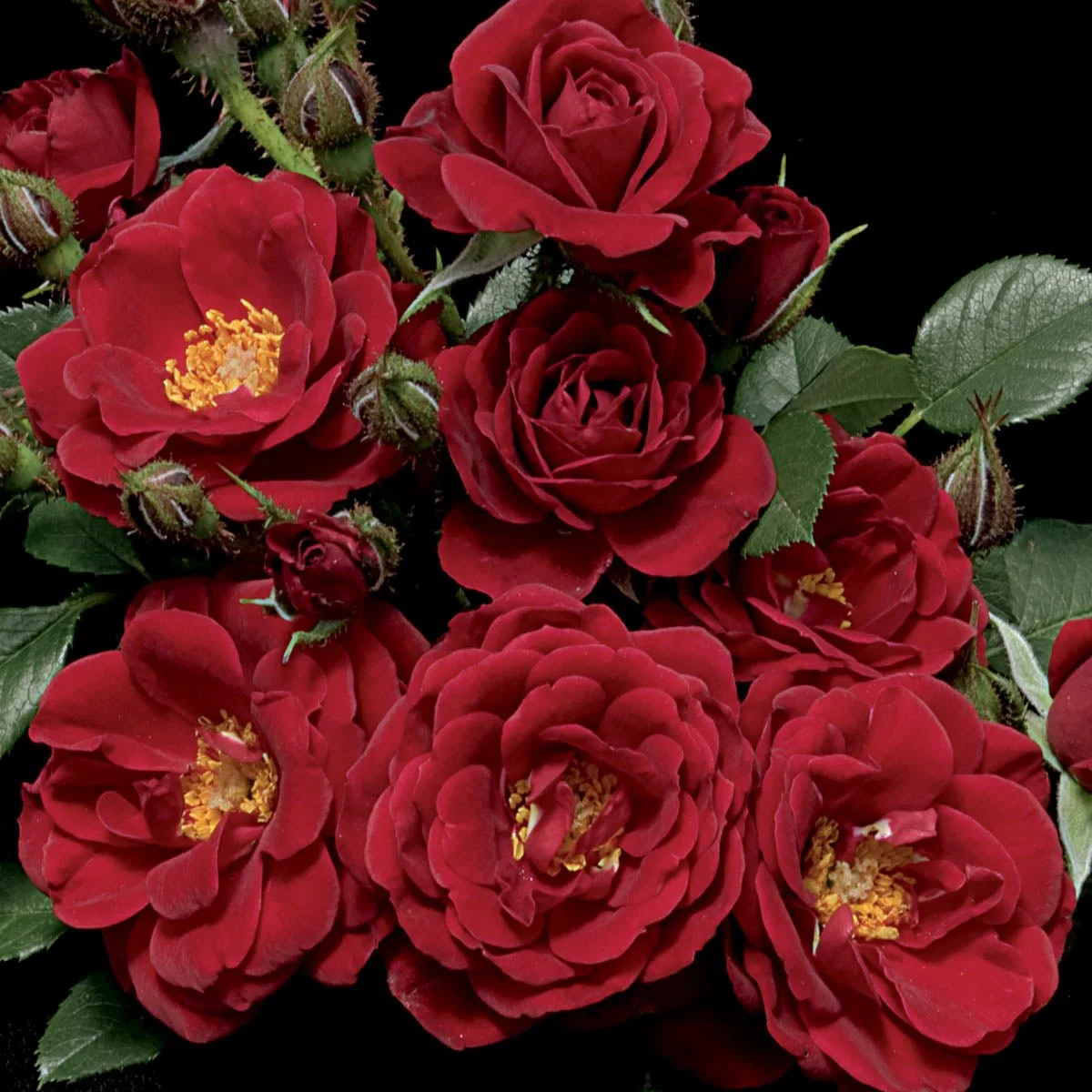 99765_WARM_FUZZY_MINIATUREROSE_Main_BR.jpg