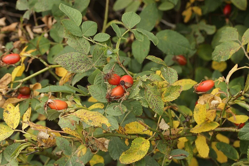 Treating Rose Rust: A disease guide for nurseries and wholesale growers